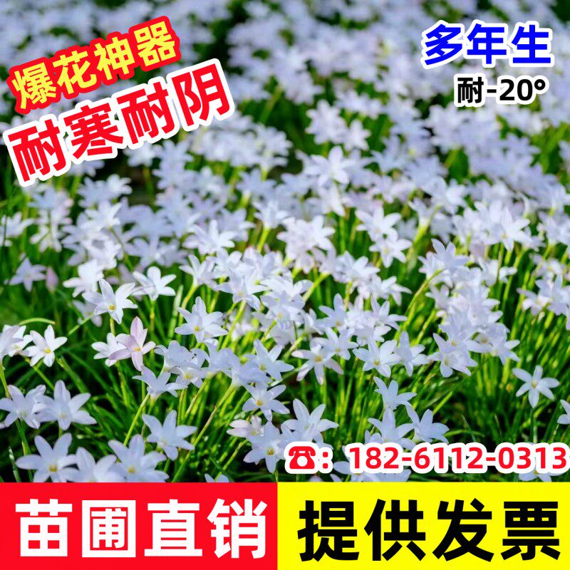多年生葱兰花苗韭兰风雨兰种球花卉葱莲耐寒四季播种庭院绿化花苗