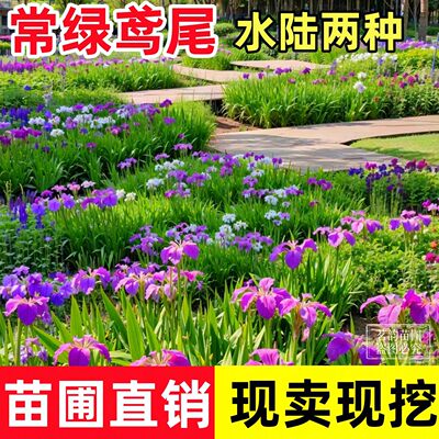 西伯利亚鸢尾四季常绿水生鸢尾花苗湿地公园绿化造景耐寒花卉植物