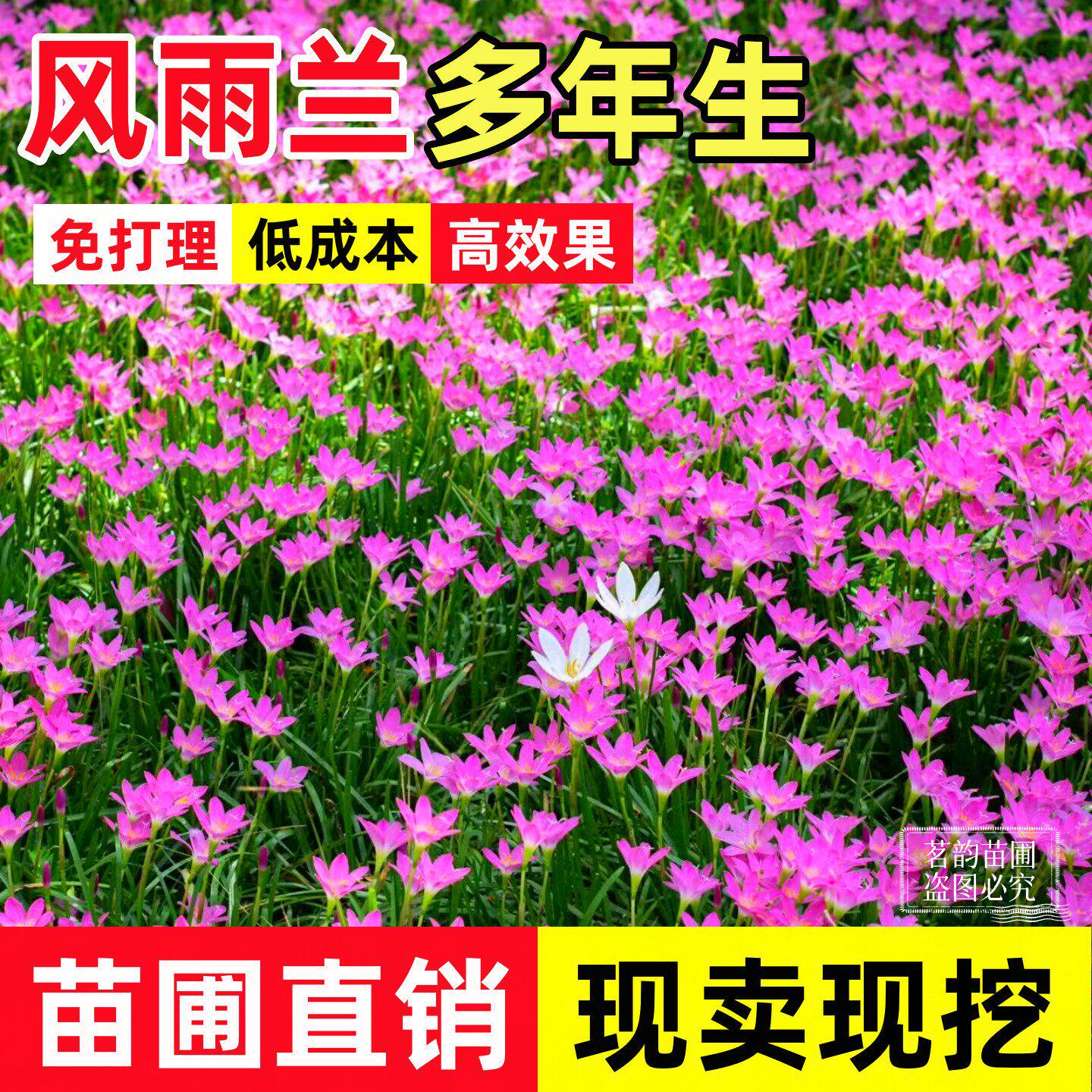 风雨兰种球花卉葱兰花苗韭兰葱莲多年生耐寒四季播种庭院绿化花苗