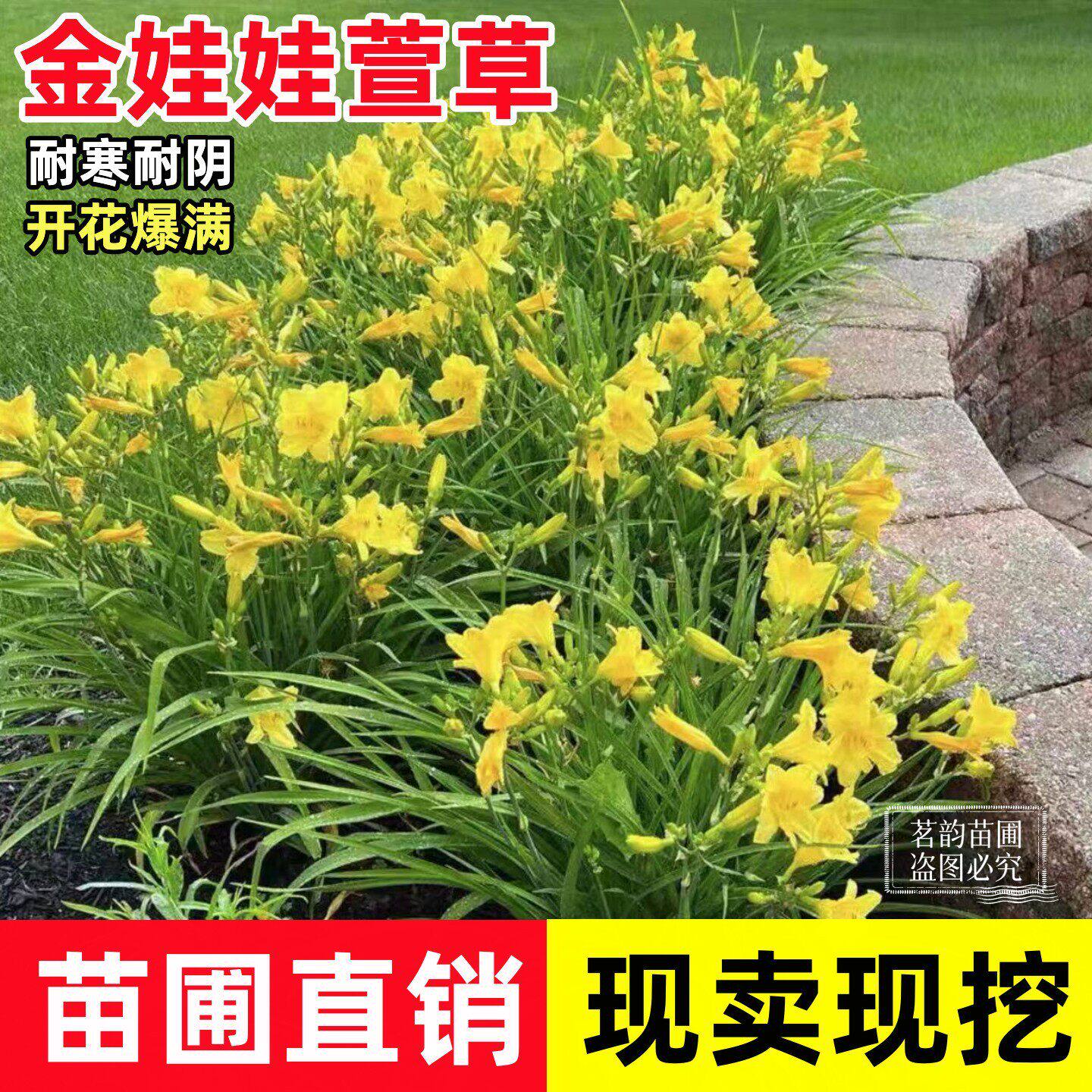金娃娃萱草大花庭院花园植物花坛绿化四季常开耐寒矮草花易活地栽