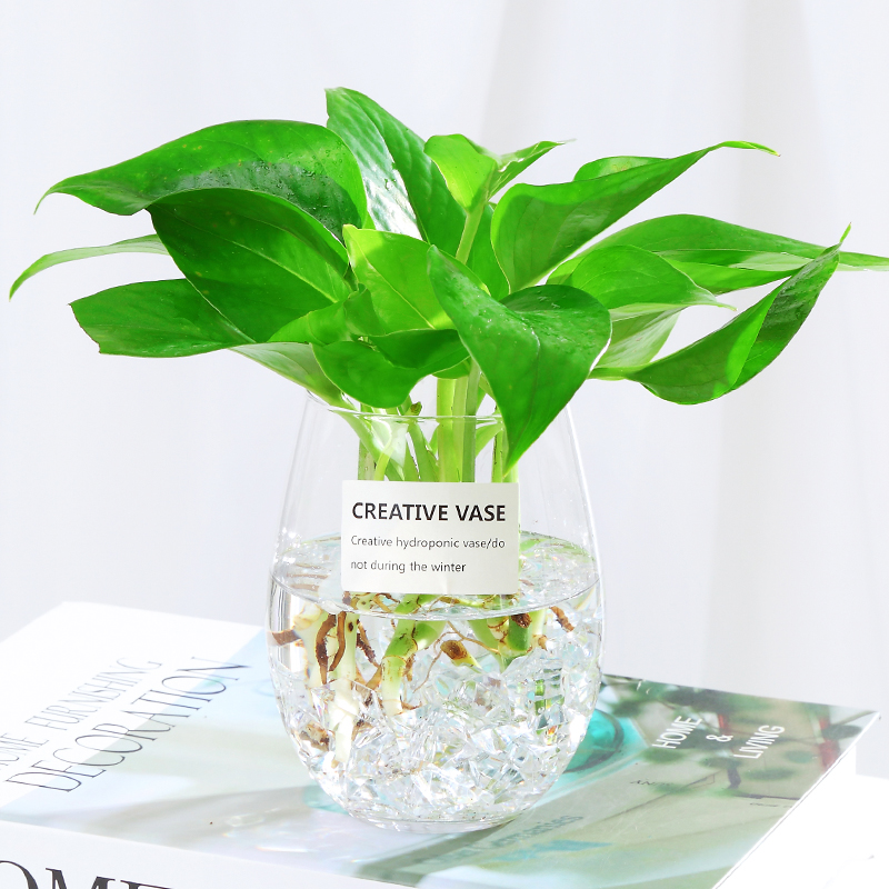 水培植物绿箩室内吊兰盆栽花卉绿植绿萝水养包含瓶
