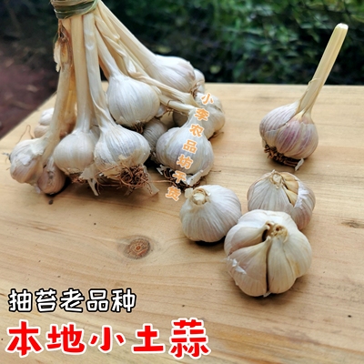 传统小土香蒜紫皮苔蒜可发芽