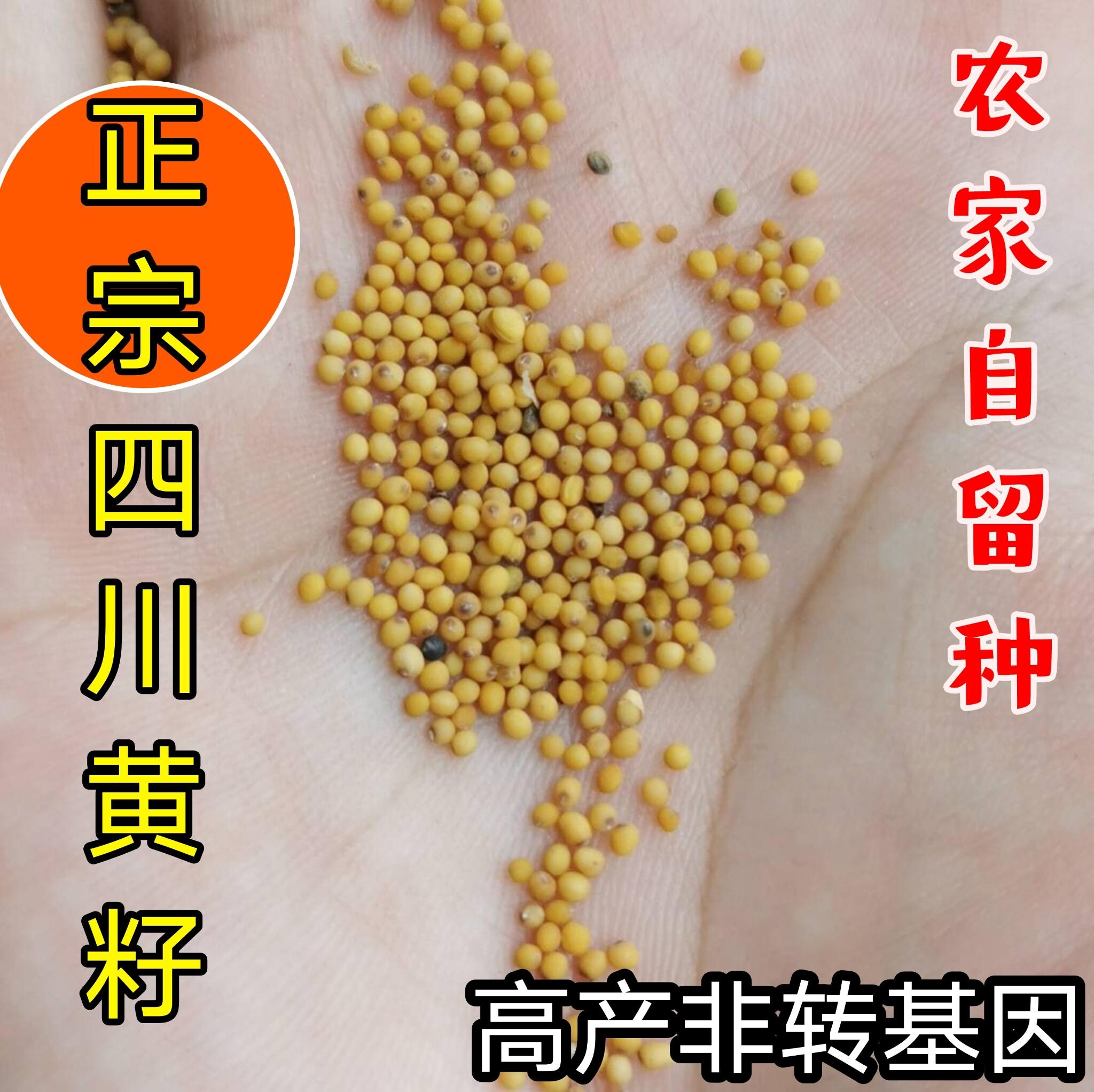 本地黄籽油菜高产老品种