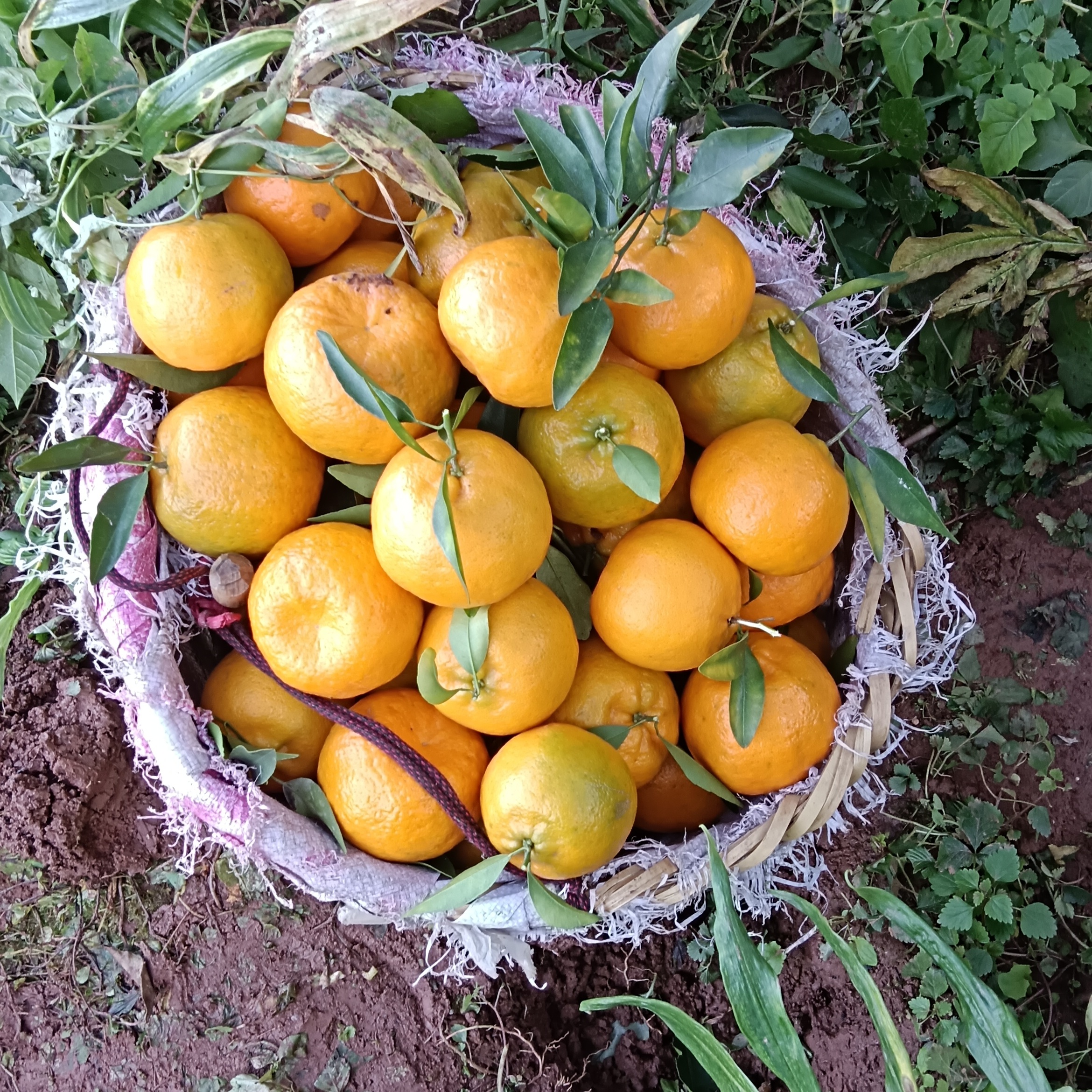 四川新鲜农家自种老树碰柑带籽纯天然老品种酸甜多汁非矮化非果园