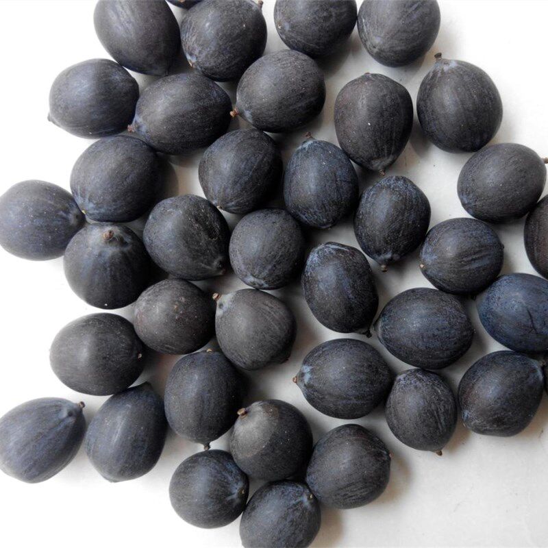 黑莲子有芯老莲子铜莲广昌食用铁莲子莲花种子菩提可自制佛珠手串