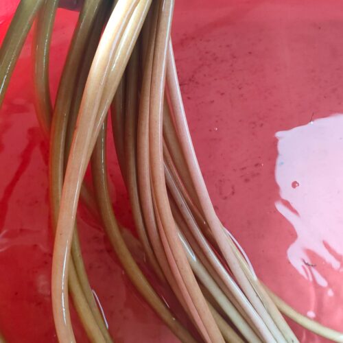 新鲜梗子睡莲梗鸡头梗时令新鲜菜带皮新鲜梗子（自己去皮）1