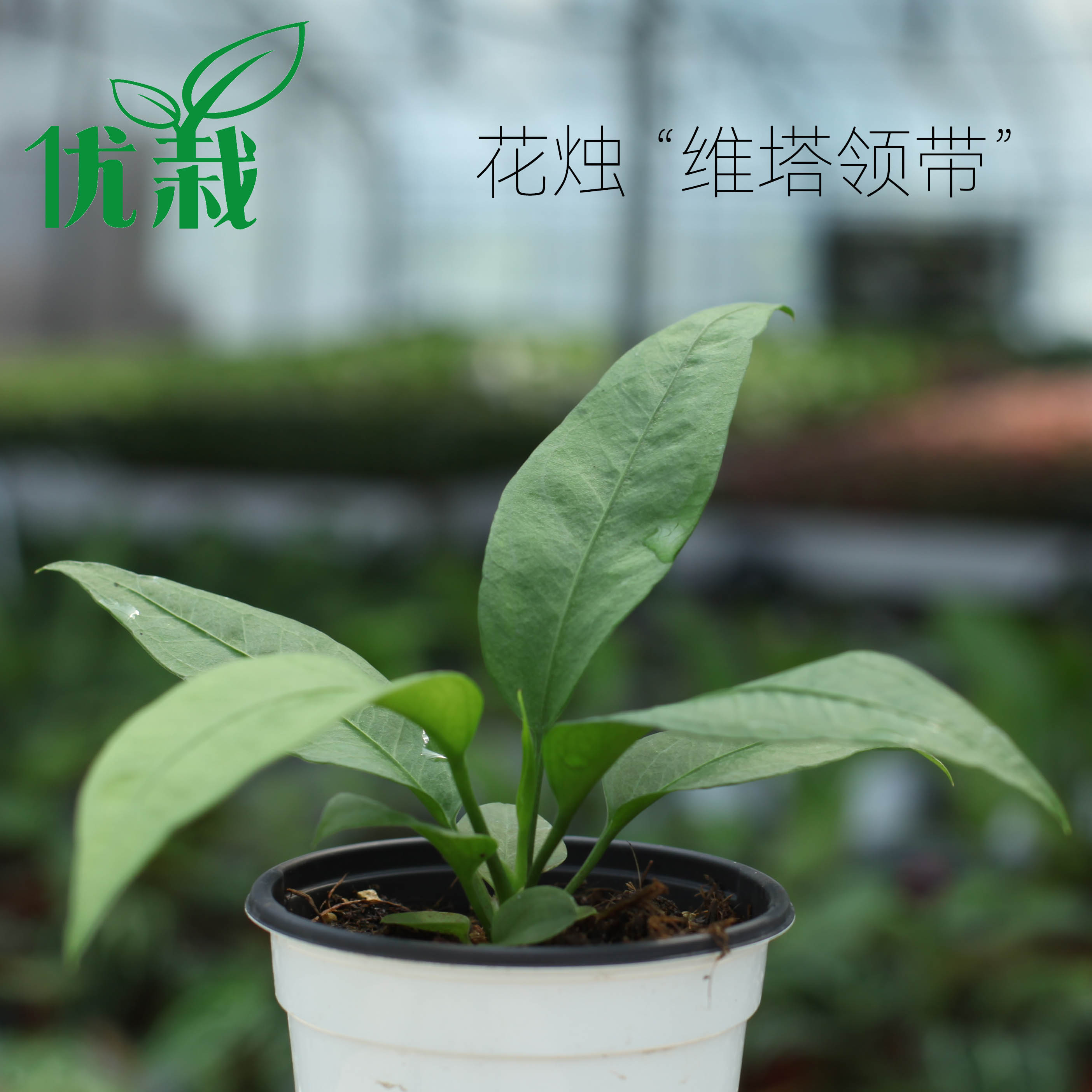 领带花烛客厅办公室网红热植