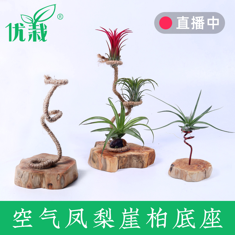 优栽百年崖柏麻艺底座室内办公