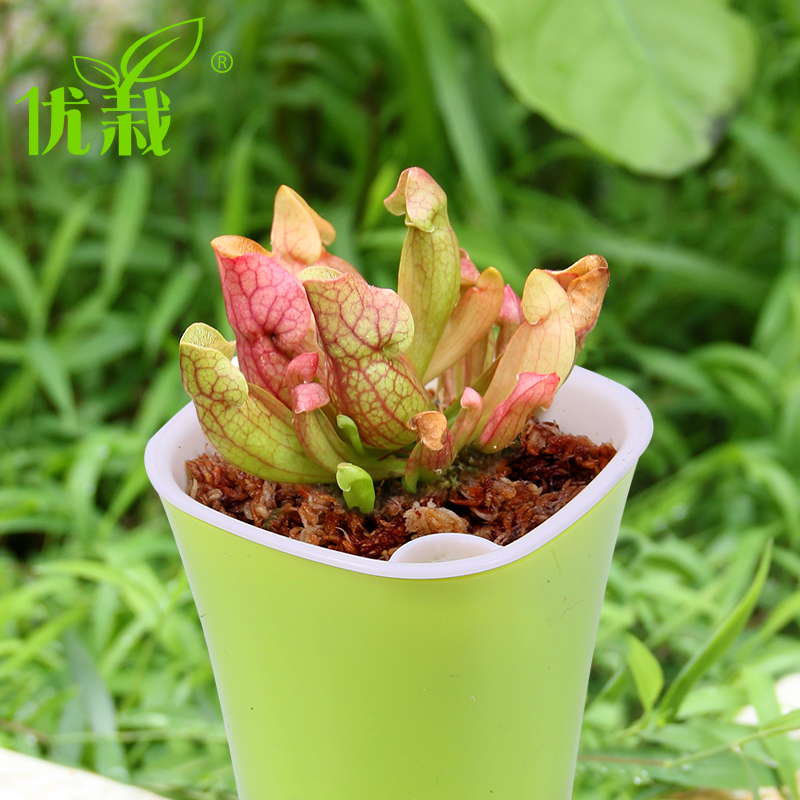 食虫植物捕蝇草食人花瓶子草捕蚊