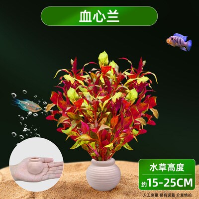 水草鱼缸造景摆件增氧阴性水培榕绿菊蜈蚣草净水定植陶罐水草套餐