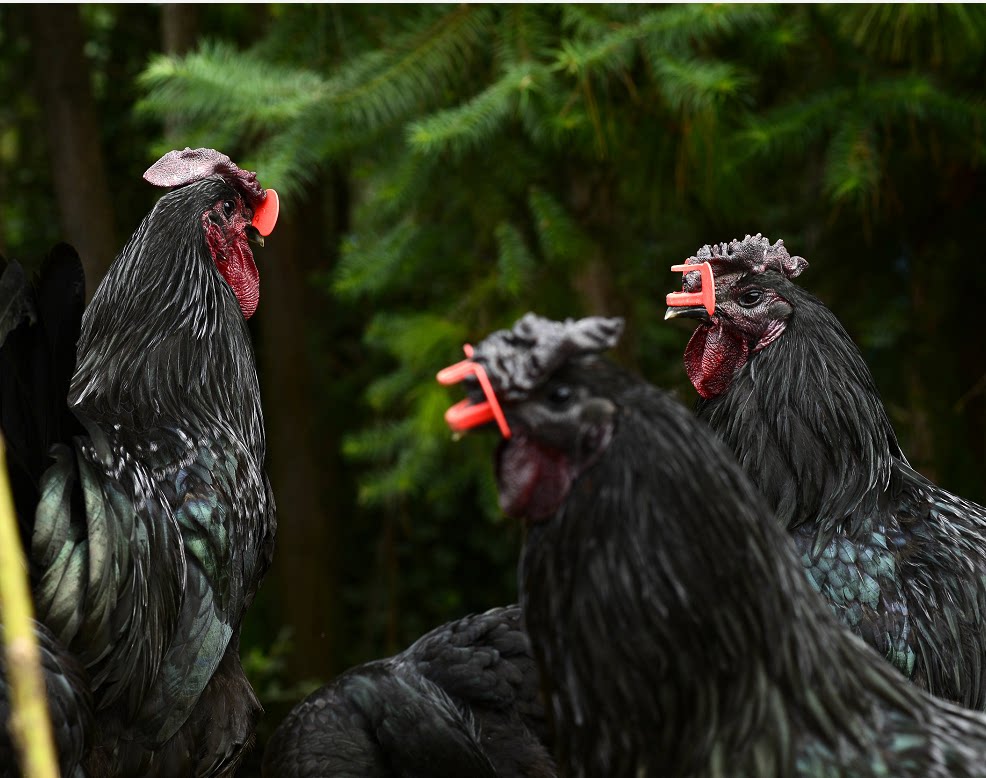 旧院黑鸡农家散养现杀整只母鸡跑山鸡乌鸡土鸡孕妇月子鸡