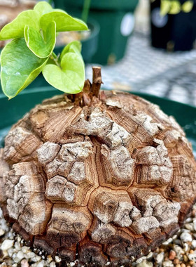 南非龟甲龙 一物一拍 爬藤块根多肉植物新手绿植盆栽