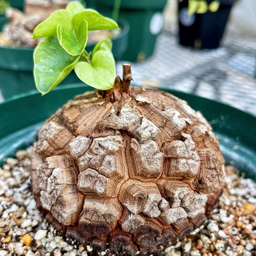 南非龟甲龙 一物一拍 爬藤块根多肉植物新手绿植盆栽