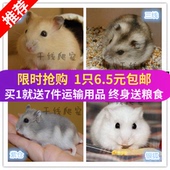 宠物小仓鼠活物已打过疫苗金丝熊活体情侣三线银狐布丁紫仓送手册