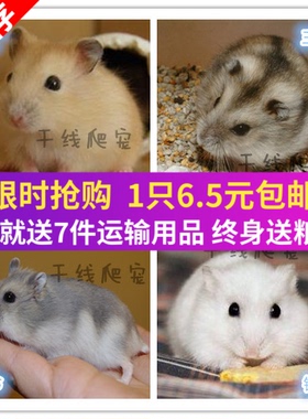 宠物小仓鼠活物已打过疫苗金丝熊活体情侣三线银狐布丁紫仓送手册