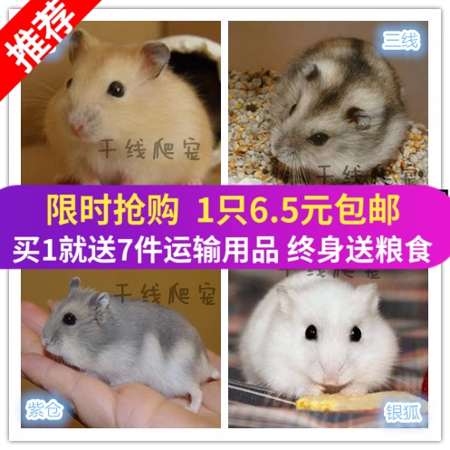 Печень Pet Little Hamster была вакцинирована, золотисто -шелк -живой парой пара третья серебряная лиса пудинг пудинг пурпурный склад бесплатно