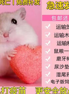 长毛熊活体黑熊金丝熊长毛稀有熊