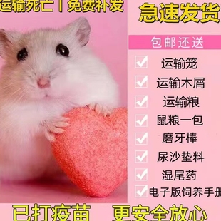 精品仓鼠活体宠物长毛熊黑熊白熊奶茶眼线熊纯银熊丁香熊金丝熊