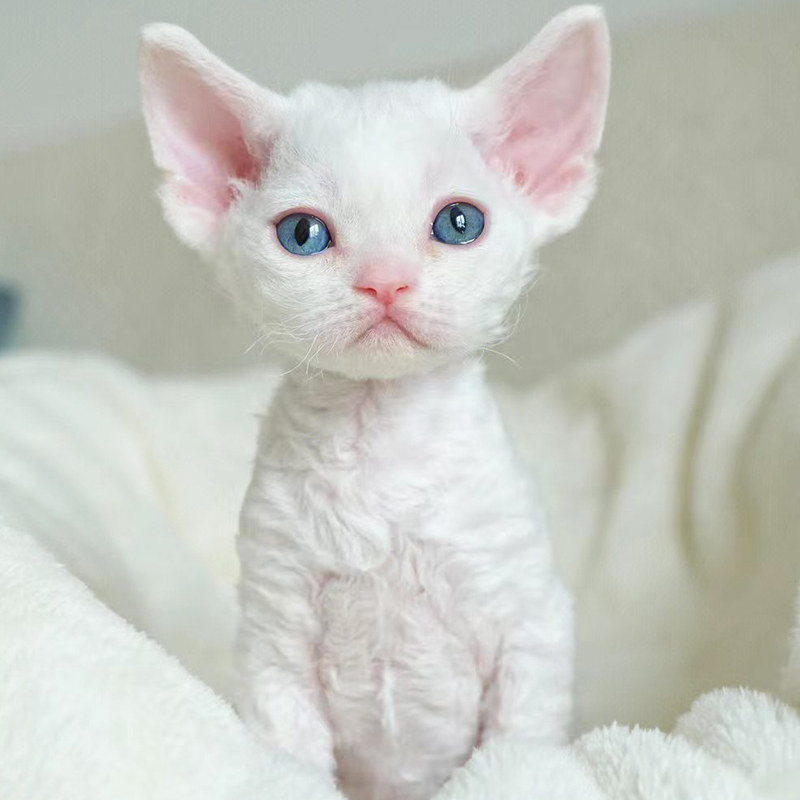 德文卷毛猫纯种黑白开脸幼崽猫咪不掉毛高智商宠物赛级血统德文猫