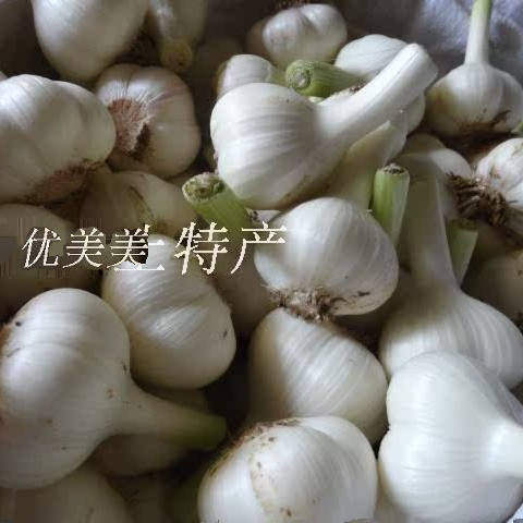 2025年新大蒜头山东苍山大蒜新鲜现挖现发多汁嫩四六瓣笨白皮湿蒜