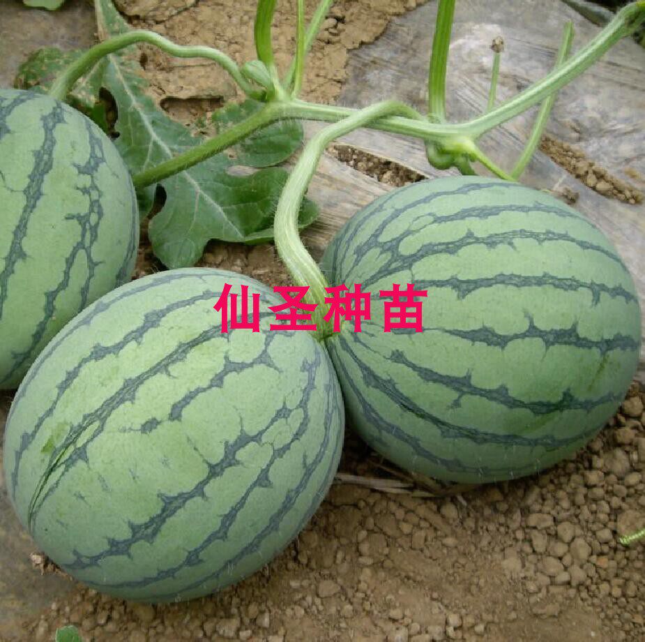 早春红玉西瓜种子 礼品型小西瓜水果种子/种苗
