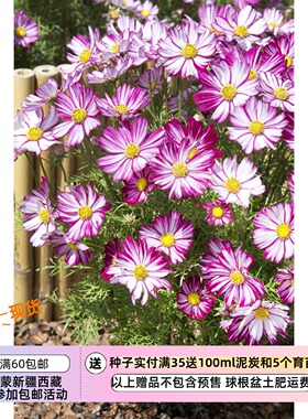 【种子】一年生夏季耐热  矮生小型波斯菊  粉紫色镶边 10粒