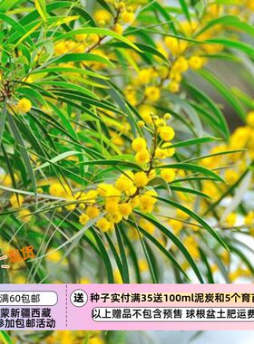 多年生果酱金合欢5粒种子