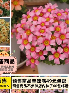 【预-售球根】链接1  秋植酢浆草球根  obtusa系列多花花期长