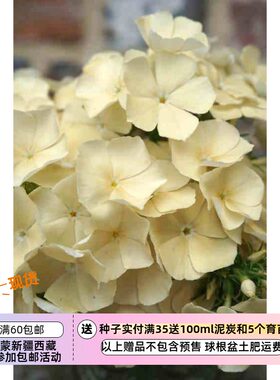 疯狂的小羊奶油色福禄考