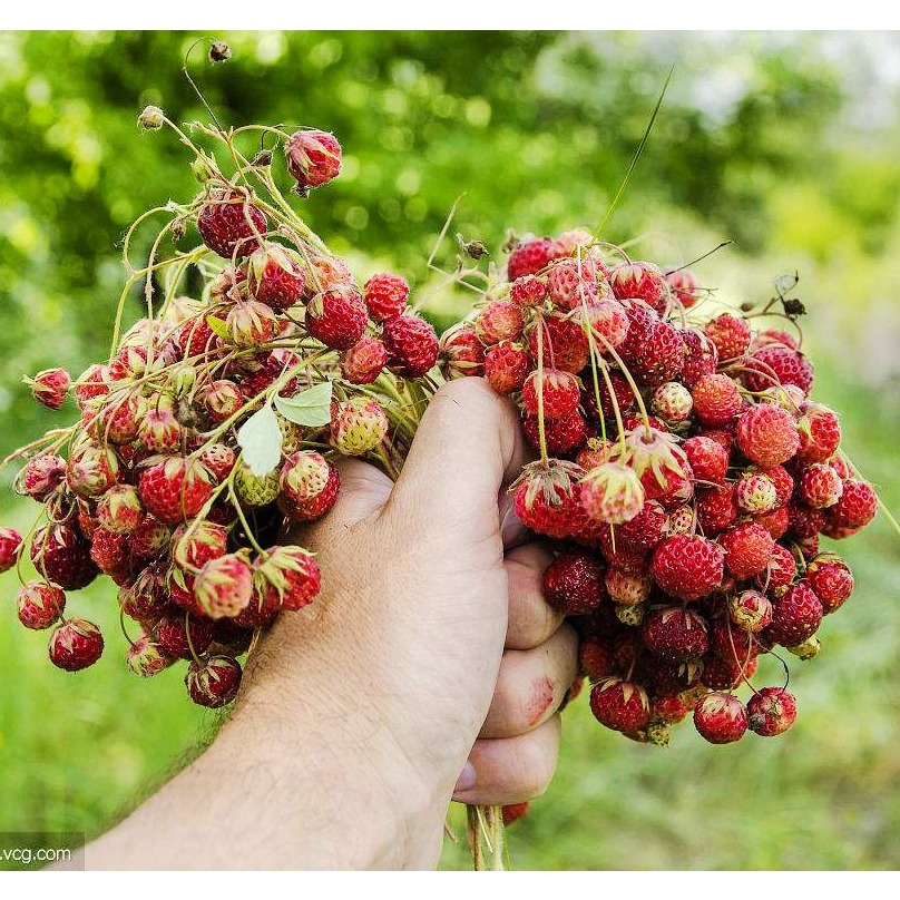 【种子】多年生蔷薇科高山10粒