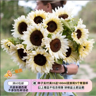 耐热 夏季 种子 5粒 White Nite 向日葵白色恋人