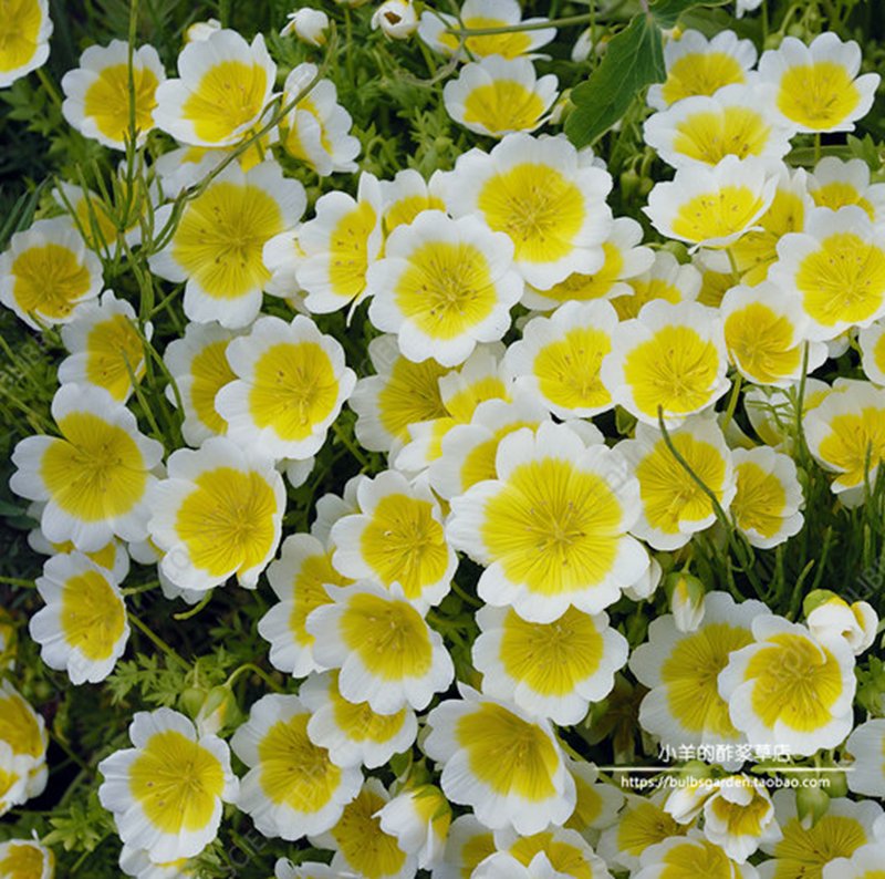 种子一年生草本沼花属10粒