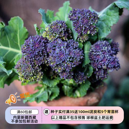 【种子】 早熟 口感柔软 略带坚果香 西兰花 紫芽花椰菜 10粒