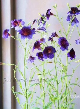 【种子】切花类型 智利喇叭花 克莱因蓝 10粒