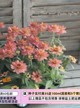 【种子】耐热植物 矮生盆栽型百日草 深色三文鱼 5粒