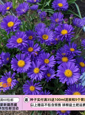 【种子】多年生 高山紫菀春紫菀  深紫色 暗色佳人 10粒