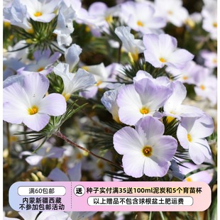 种子 针叶山福禄考 花芳香 10粒 Mountain Phlox