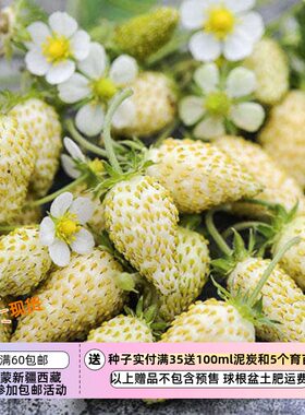疯狂的小羊白色灵魂草莓菠萝