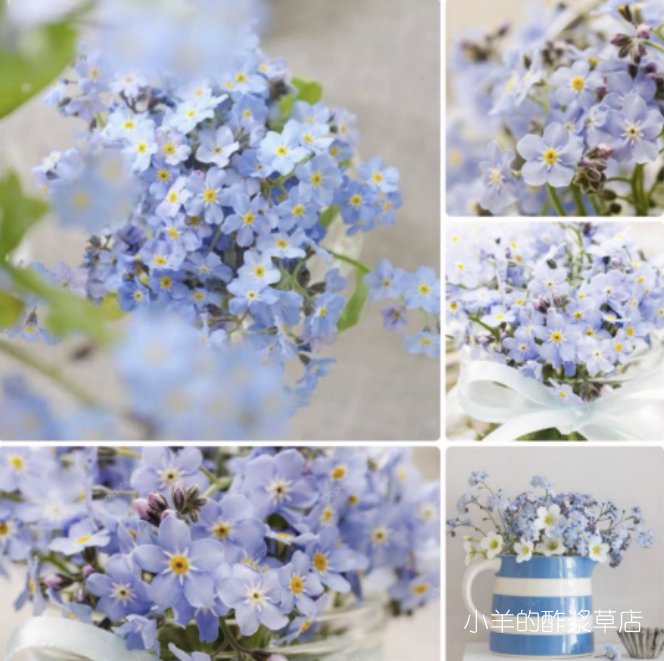 疯狂的小羊神秘森林天蓝色