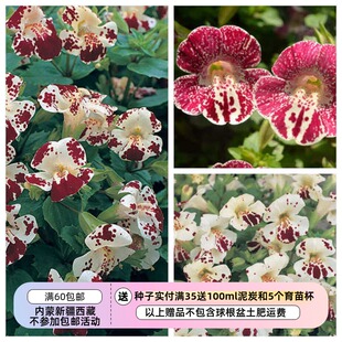 【种子】多年生  矮小多花  猴面花魔幻系列  2种颜色可选 10粒