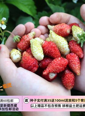 疯狂的小羊高山草莓多种混合