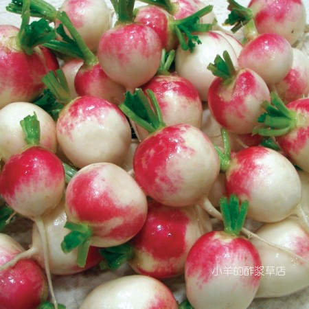 【种子】蔬菜种子 短期成熟 盆栽小萝卜 红顶 20粒