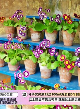 进口种子耳廓报春万花筒混色