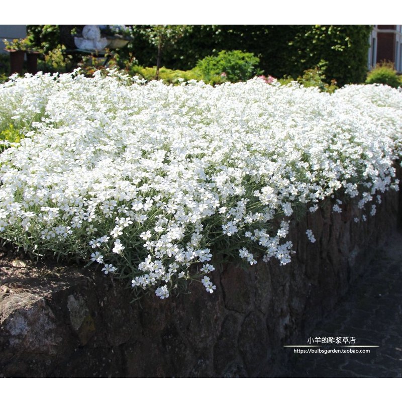 进口种子宿根多年生夏雪草