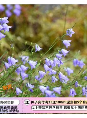 疯狂的小羊苏格兰圆叶风铃草蓝色