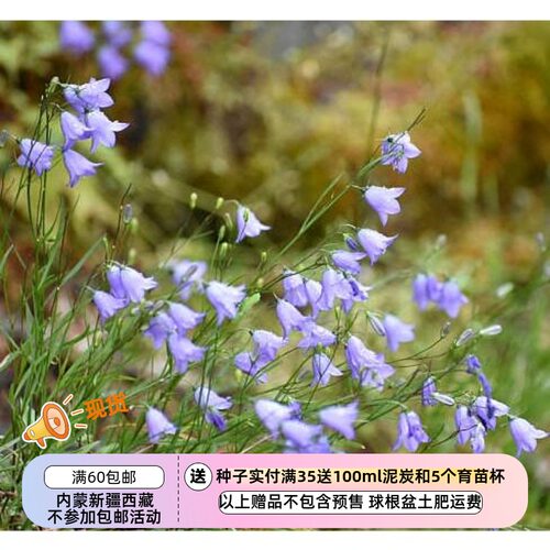 疯狂的小羊苏格兰圆叶风铃草蓝色