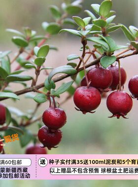 【种子】小型常绿灌木 智利番石榴 草莓香桃木5粒