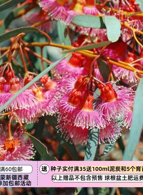 【种子】进而达到尤加利 花花好看的桉树 珊瑚桉  5粒