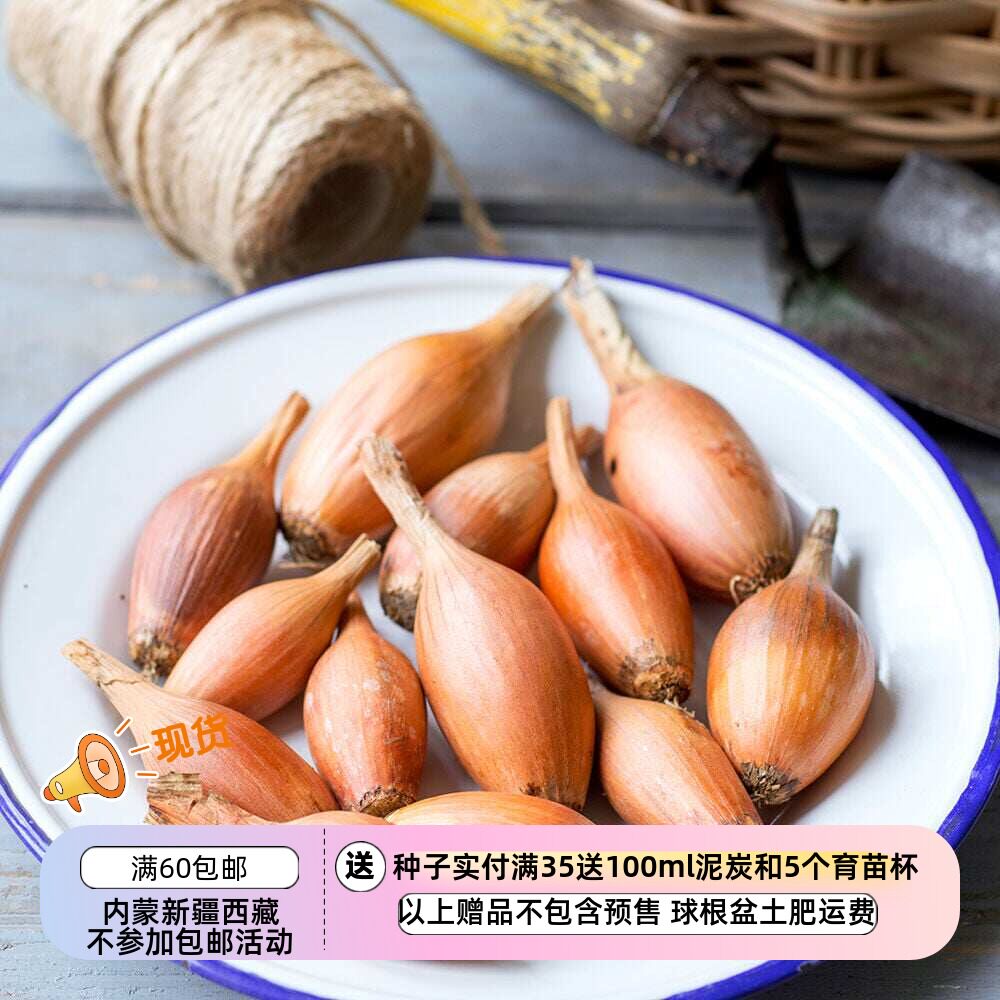 【种子】味道浓郁  鱼雷状椭圆形小洋葱 伊利斯塔 10粒