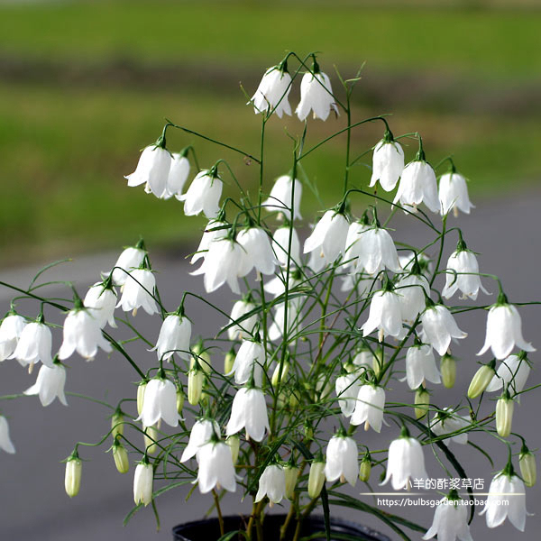 桔梗科苏格兰风铃草白色宝石
